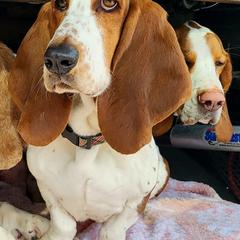 Basset Hounds from Gillespie Hounds