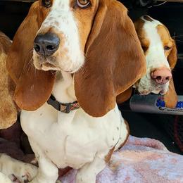 Basset Hounds from Gillespie Hounds