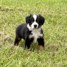 Miniature American Shepherd Puppies from Knockout Aussies