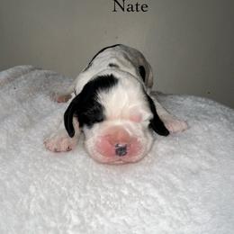 Nate - Black and white male English Springer Spaniel puppy in Springfield, South Carolina from Sweet Southern Spaniels