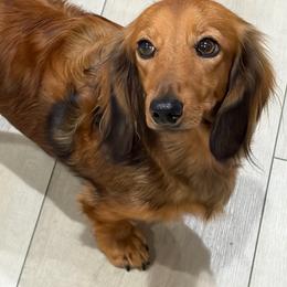 Tully - Dachshund