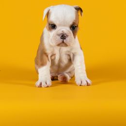 Bulldog Puppies from Darcy Dunn