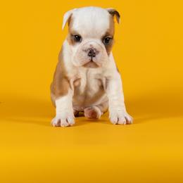 Bulldog Puppies from Darcy Dunn