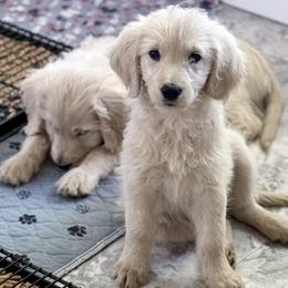 Goldendoodle, Golden Retriever, Poodle, and Shih Tzu Puppies from Platinum Paws Puppies