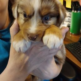 Wrangler - Red merle male Australian Shepherd puppy in Cherry Grove, Oregon from TLC Dream and Pureland Australian Shepherds