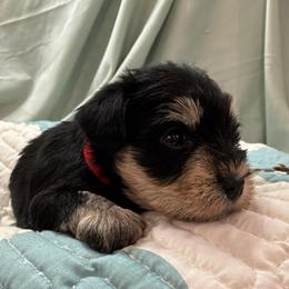 Boy-Red Collar - Black and silver male Miniature Schnauzer puppy in Stevenson, Alabama from Rivers Edge Schnauzers by Joyce Clark