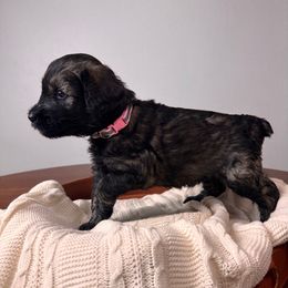 Pepper Salt Female 1 - Pepper and salt female Giant Schnauzer puppy in St George, Utah from Schnauzer Ranch