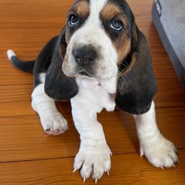 Basset Hound Puppies from Hounds of Fredville