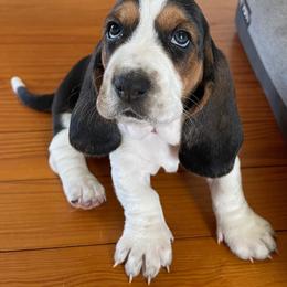 Basset Hound Puppies from Hounds of Fredville