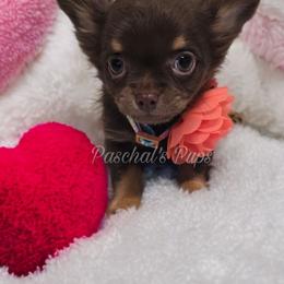 Gravy - Chocolate and tan female Chihuahua puppy in Bowdon, Georgia from Paschal's Pups