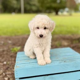 Cove - Parti male Poodle puppy in Dunn, North Carolina from Sandy Creek Kennels