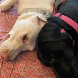 Labrador Retrievers from Brown Bay Labs