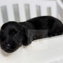 Ivonny - Black female Dachshund puppy in Goodyear, Arizona from D&C Royal Dachshunds LLC