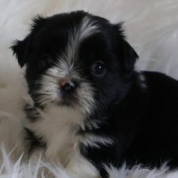 Maddix - Black and white male Shih Tzu puppy in Peoria, Arizona from Shihtzucircusaz