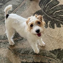 Pippin - Jack Russell Terrier