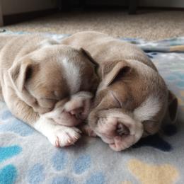 Boston Terrier Puppies from SB Bostons