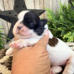 Suzie Q - Gold and white female Shih Tzu puppy in New York, New York from Falling Star