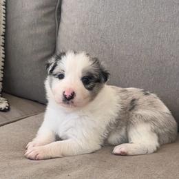 Tim - White and blue merle male Border Collie puppy in Jonesboro, Arkansas from Hampton Border Collies