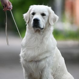 Mally - Golden Retriever