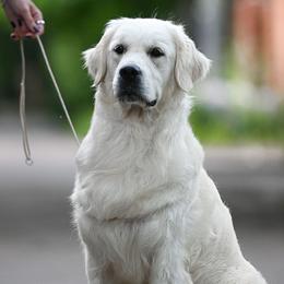 Mally - Golden Retriever