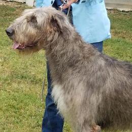 Irish Wolfhounds from Hounds of Ravenhill