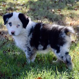 Viking - Blue merle male Miniature Australian Shepherd puppy in Evant, Texas from Lazy VT Bar Ranch