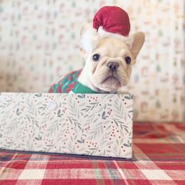 Elisa - Cream female French Bulldog puppy in Shields, Michigan from Mid-Michigan Frenchies