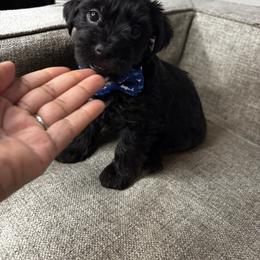 Blue Male - Chocolate, tan and white male Yorkshire Terrier puppy in Crandall, Texas from Dee’s pretty puppies