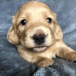 Dachshund Puppies from Primo Dachshunds