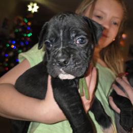 Green - Brindle male Boxer puppy in Caspian, Michigan from Andrus Family Boxers