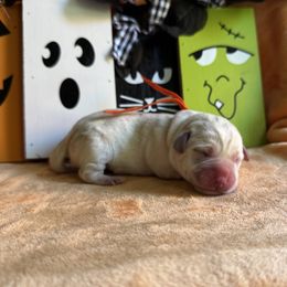 Orange Collar Female - Yellow female Labrador Retriever puppy in Kissimmee, Florida from SunState Labs