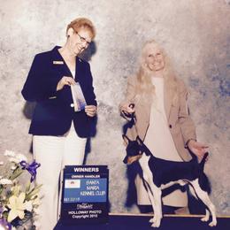 Rat Terriers from Sugarloafer Rat Terriers