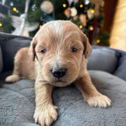 Girl 3 - Red  female Goldendoodle puppy in Mattawan, Michigan from Doodifuldoods