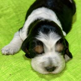 Nala - Black white and tan female English Springer Spaniel puppy in Livingston, Montana from Yellowstone Springers
