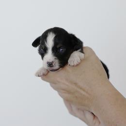 Bean - Black tri male Miniature Australian Shepherd puppy in White Oak, Texas from Triple Lake Ranch Miniature Australian Shepherds