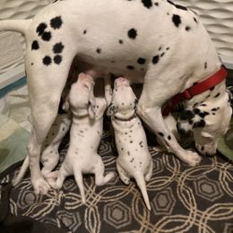 Dalmatian Puppies from Dalmatians of Rutland Ranch