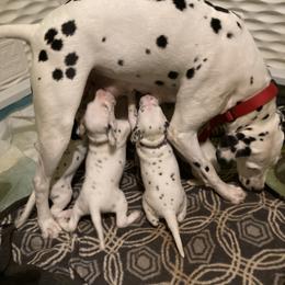 Dalmatian Puppies from Dalmatians of Rutland Ranch