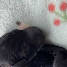 Boy 3 - Goldendoodle puppy in Beggs, Oklahoma from Meyers Doodles