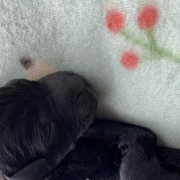 Boy 3 - Goldendoodle puppy in Beggs, Oklahoma from Meyers Doodles
