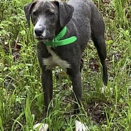 Mountain Cur Puppies from Walnut Ridge Mountain Curs