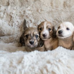 Dachshund Puppies from CTX Doxies