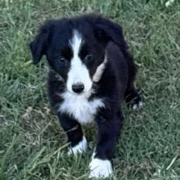 Boy 441 - Black and white male Border Collie puppy in Temecula, California from West Coast Border Collies