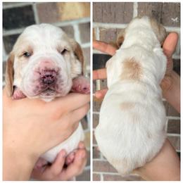 Female 1 - Red and white female Basset Hound puppy in Red Bay, Alabama from Maple Street Bassets