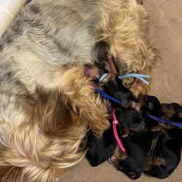 Yorkshire Terrier puppies from Dewy Rose Yorkies