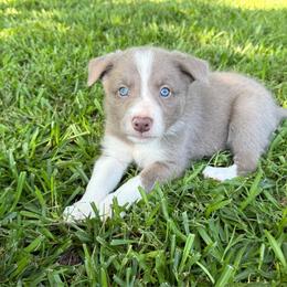 Lilac - smooth -blue collar - Lilac male Border Collie puppy in Nashville, Arkansas from Whisenhunt Farms