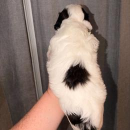 Lynx - Sable male Cavapoo puppy in Hickory, North Carolina from Homegrown Spaniels
