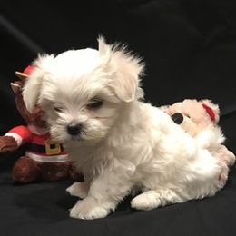 Maltese and Miniature Australian Shepherd Puppies from Tiny Dancer Li'l Ones