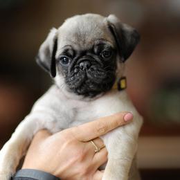 Boy - Yellow - Fawn male Pug puppy in Spokane, Washington from Sweet Mercy Farm