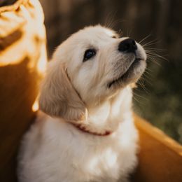 Golden Retriever Puppies from Rosemary Goldens