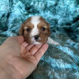 Johnson - Blenheim male Cavalier King Charles Spaniel puppy in Knoxville, Tennessee from Rocky Top Cavapoos